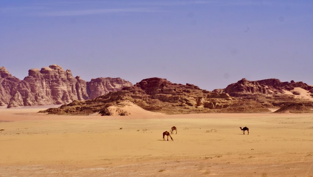 Wild camels